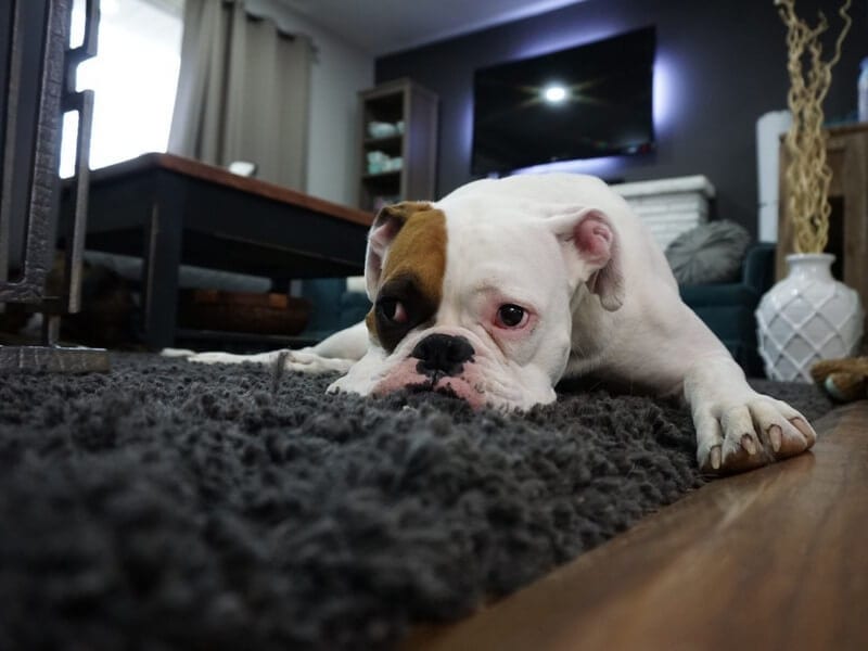 Hoe kun je een puppy zindelijk maken?