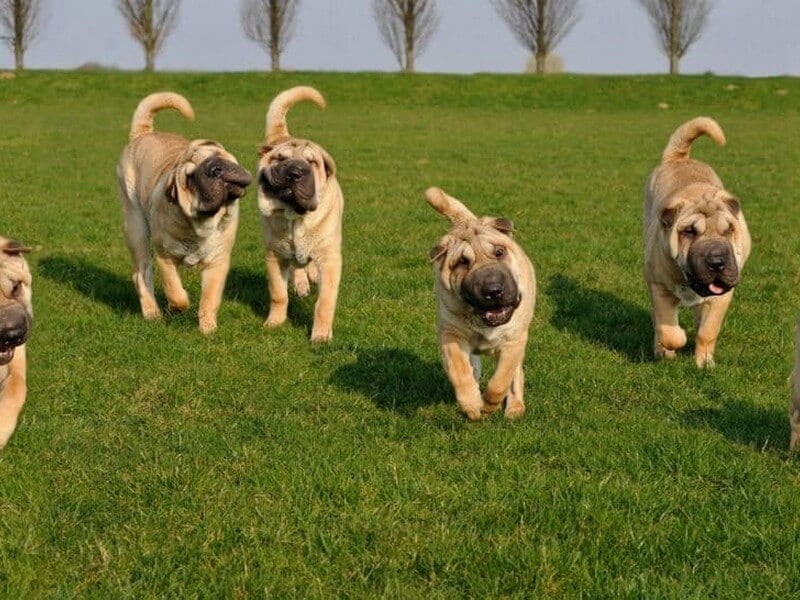 Waar moet je op letten bij een puppy aanschaffen?