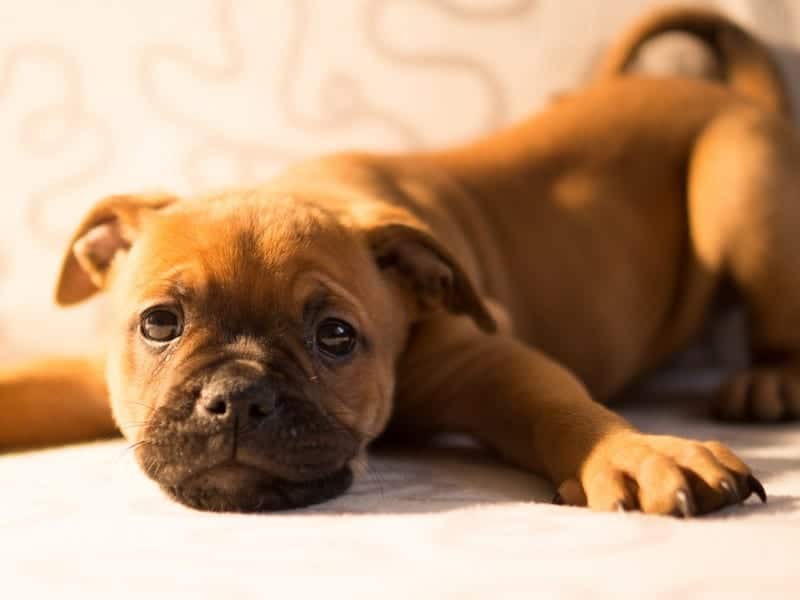 Hoe beloon je een puppy?
