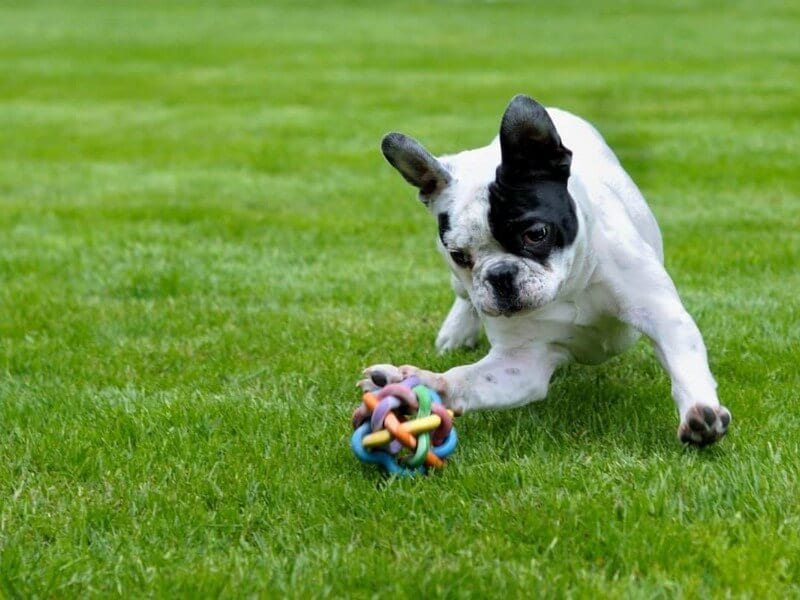 Hoe kun je een puppy zindelijk maken?
