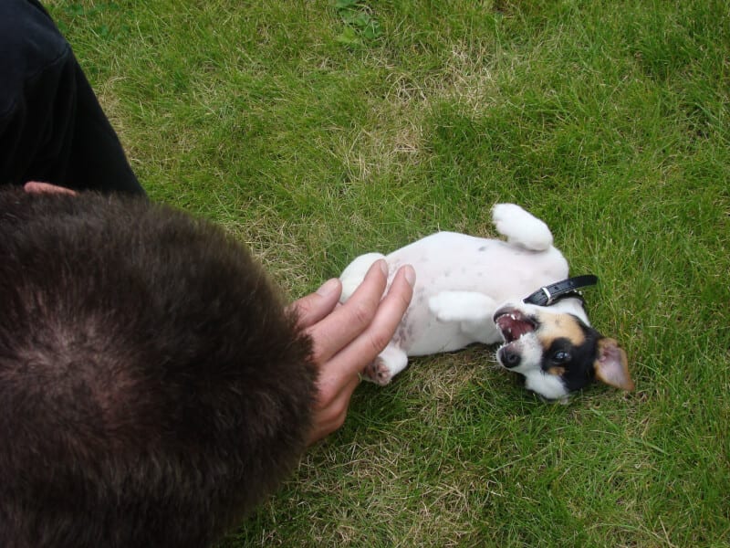 puppy blaffen afleren