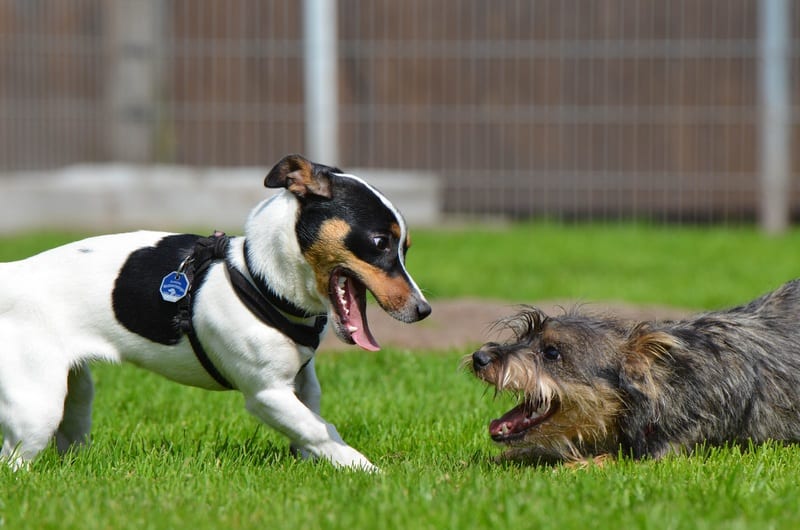 Hoe corrigeer je een puppy?