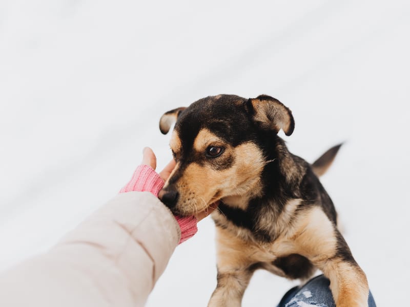 Hoe corrigeer je een puppy?