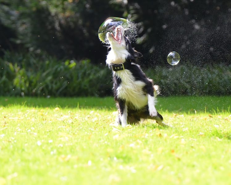 Hoe corrigeer je een puppy?
