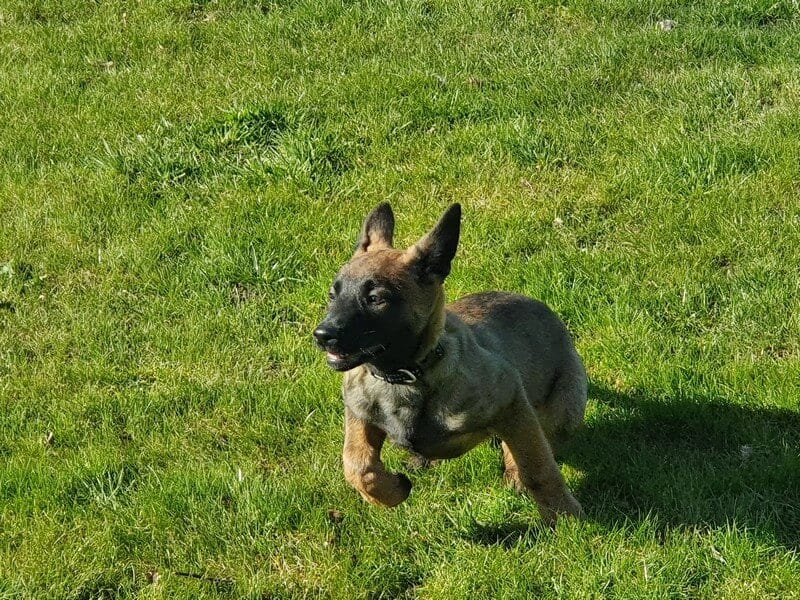 bijten afleren puppy