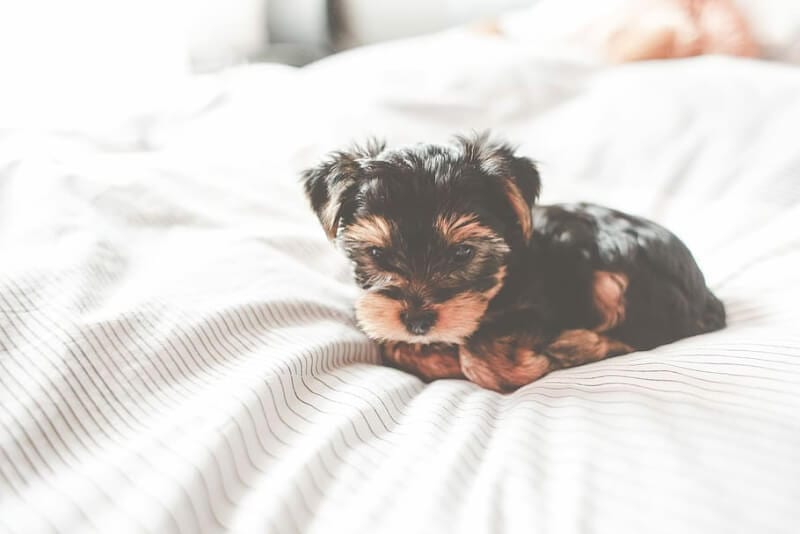 puppy alleen laten slapen