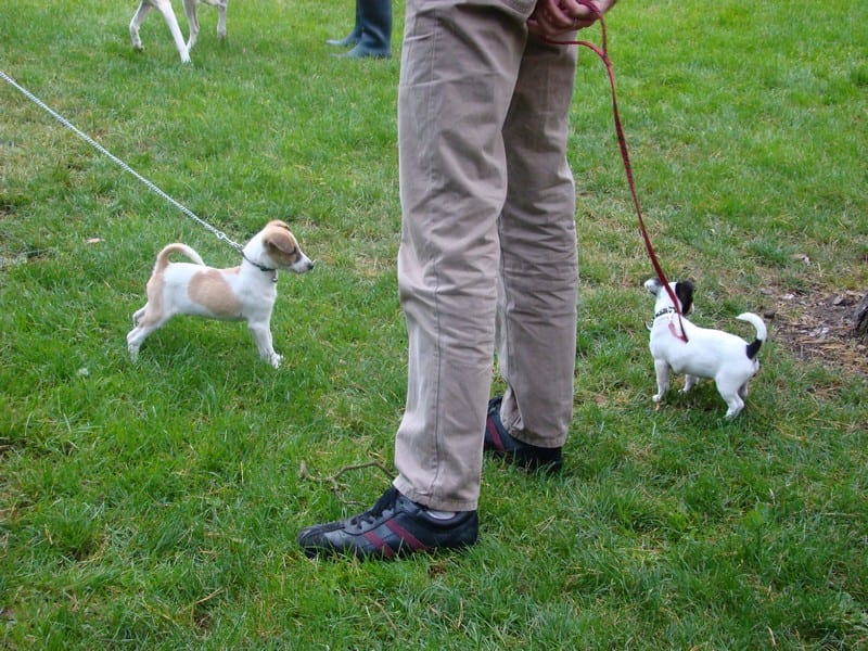 Hoe oud moet een puppy zijn voor puppytraining?