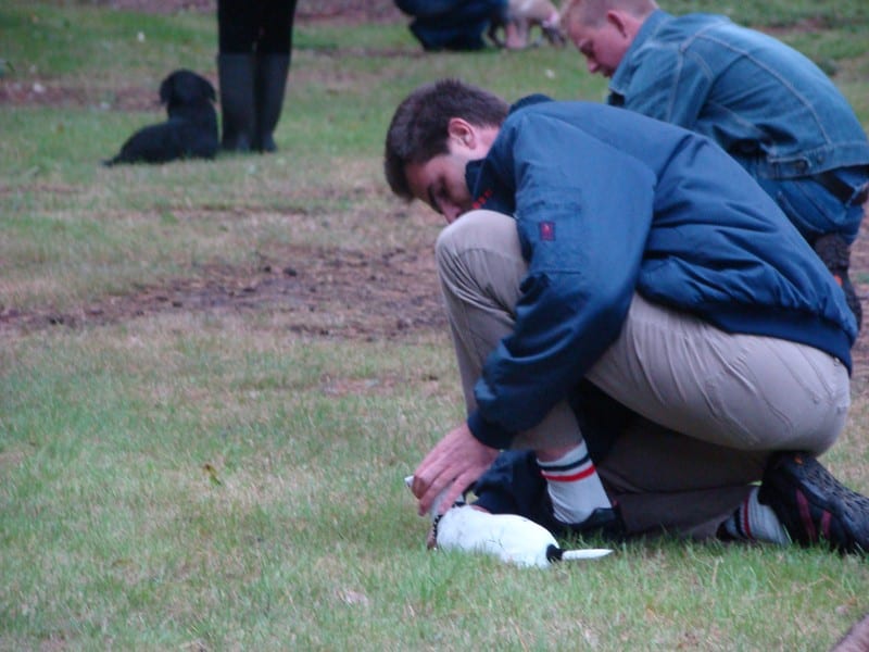 Hoe oud moet een puppy zijn voor puppytraining?