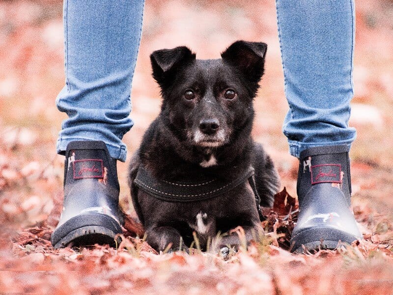 puppy commandos leren
