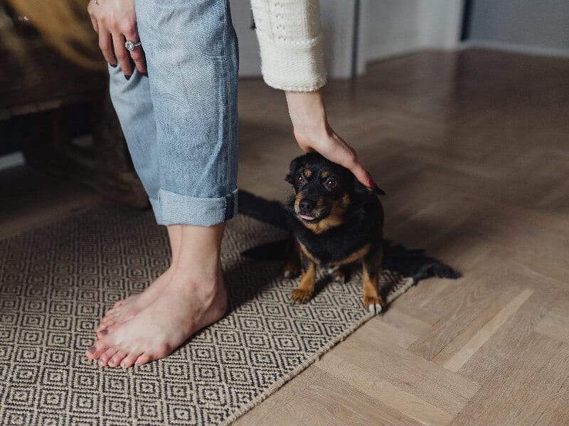 Hoe leer je een puppy zitten?