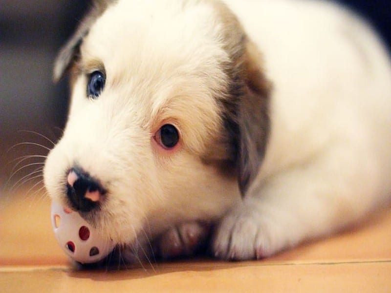 Hoe kun je een puppy leren wennen aan een nieuw huis?