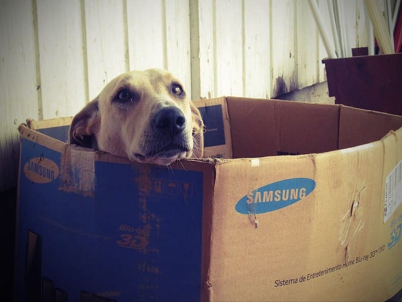 Hoe kun je een puppy leren wennen aan een nieuw huis?