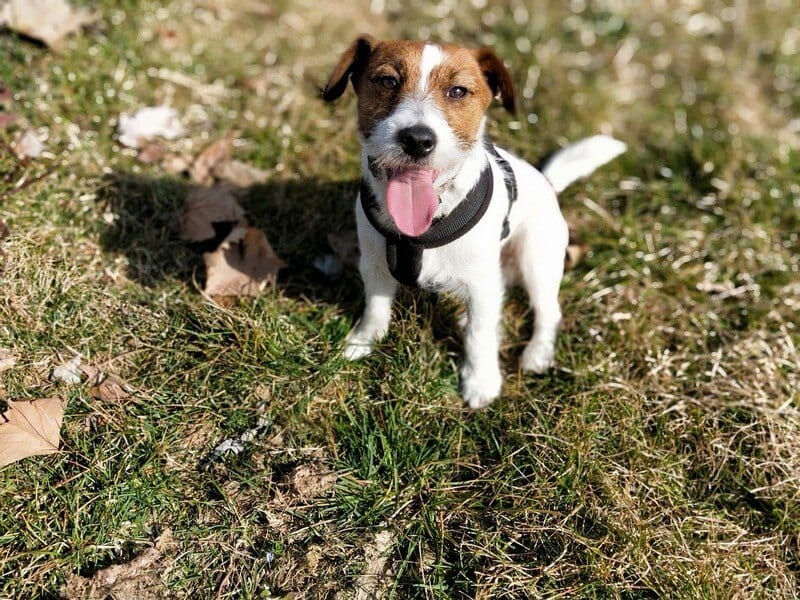 Hoe beloon je een puppy?