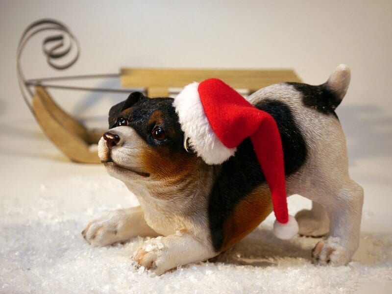 puppy alleen thuis blijven