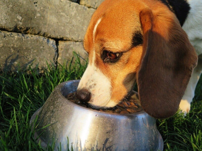 Welke benodigdheden moet je in huis halen voor een puppy?