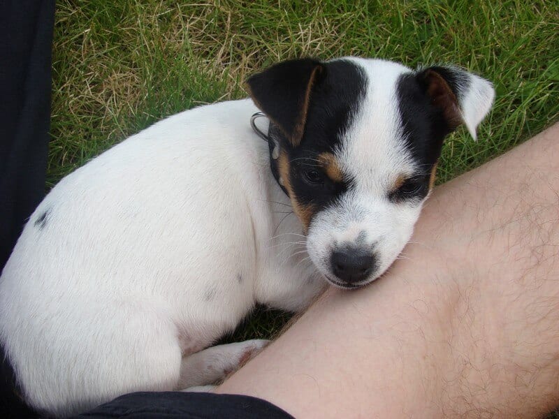 Hoe leer je een puppy in de Bench slapen?