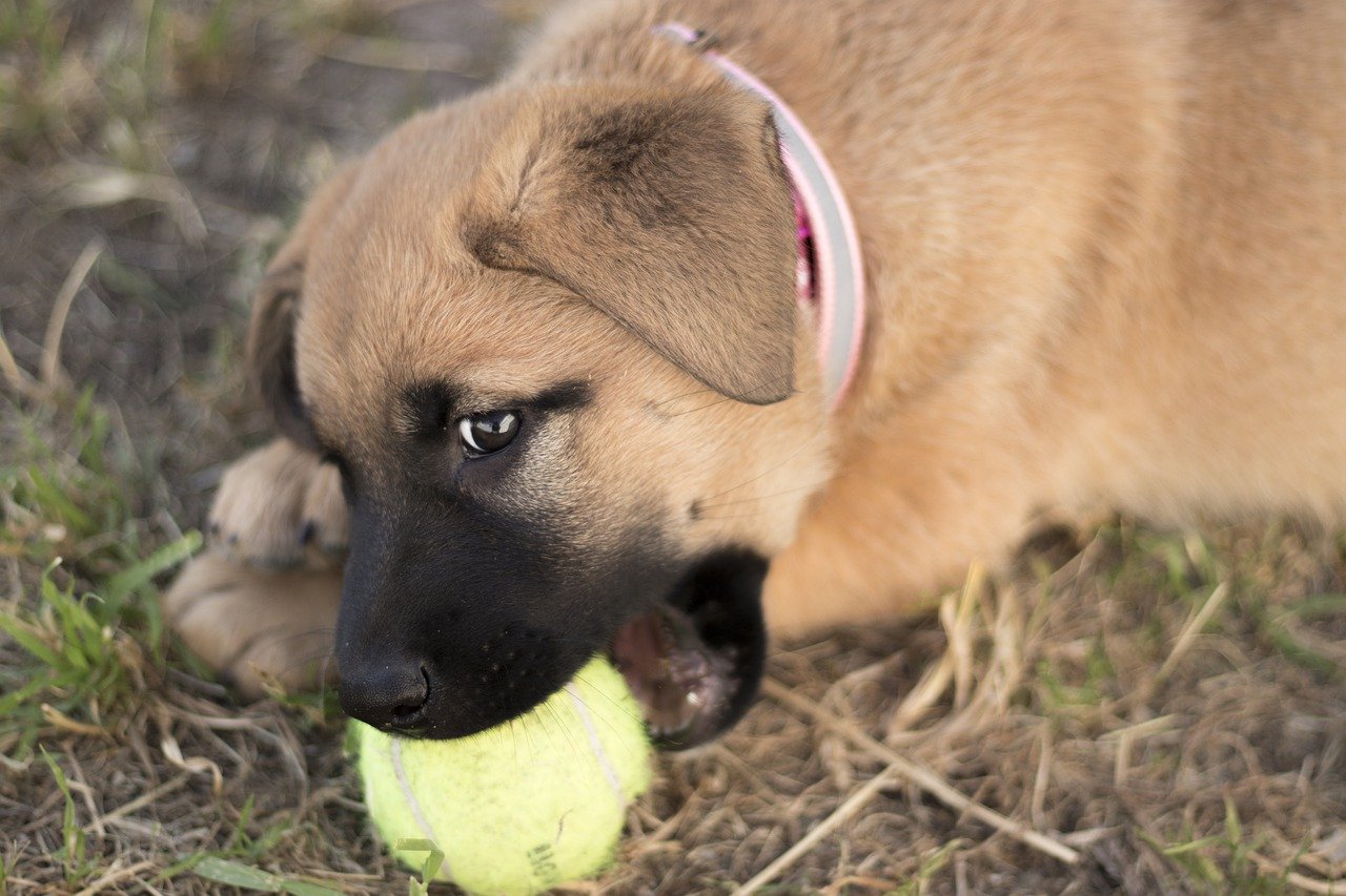 Puppy bijt veel; wat te doen?