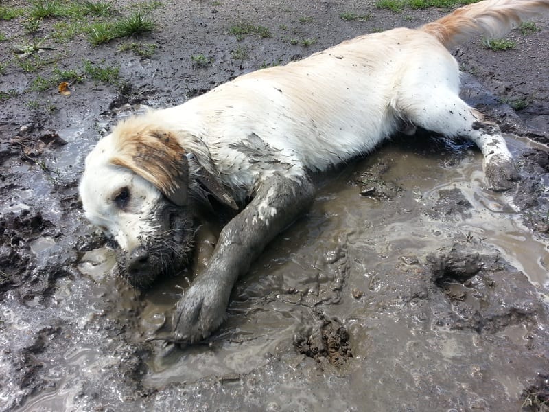 puppy helemaal onder de modder