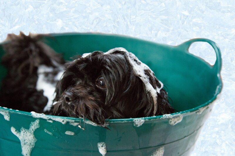 Beste Puppy Shampoo voor je pup! Top 3 beste honden shampoo