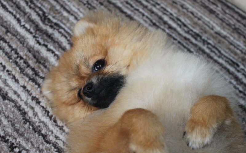 Hoe leer je een puppy het woord nee?