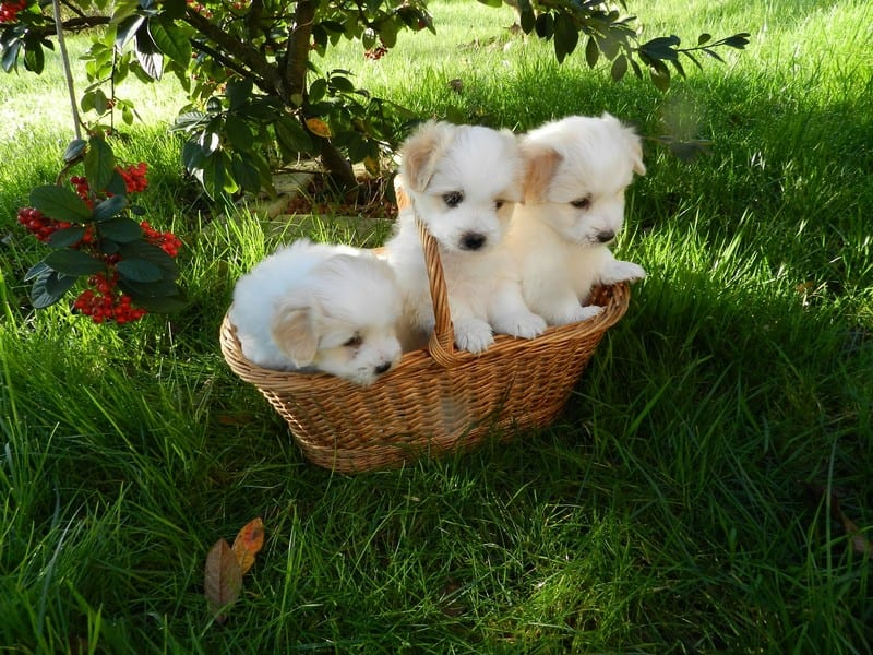 Hoe leer je een puppy zitten?