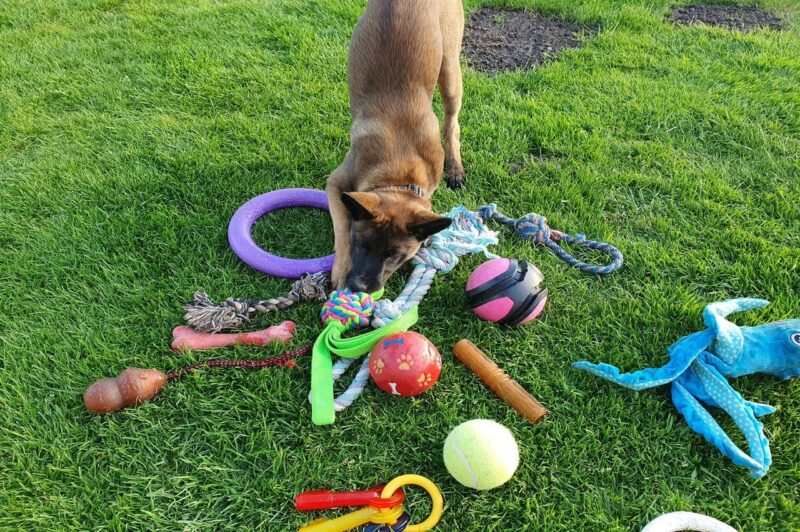 Beste puppy speelgoed top 3