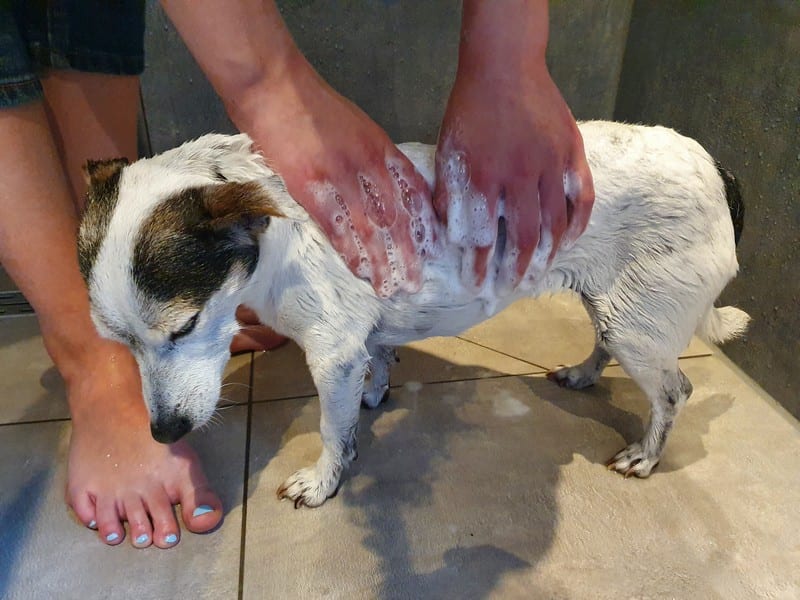 hond goed wassen met puppy shampoo