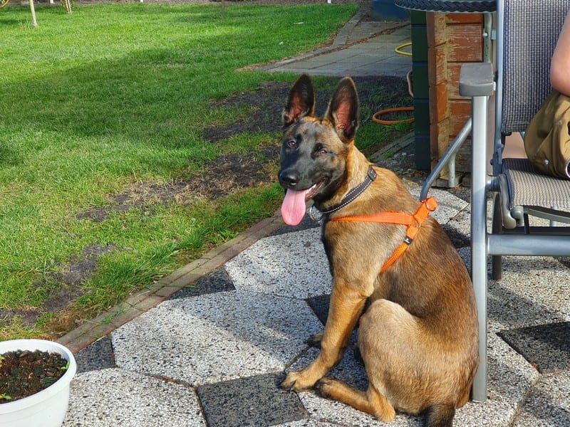 Wat is het Beste Tuigje voor je Puppy? Mechelse herder met tuigje om