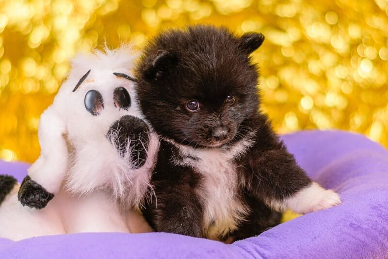 Tips bij het adopteren van een puppy