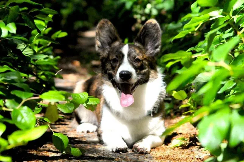 Hoe vaak moet een puppy naar buiten?