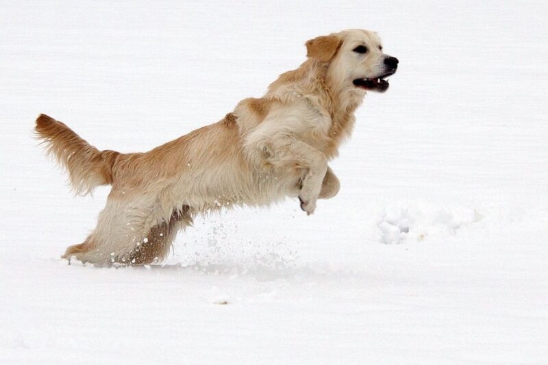 Golden Retriever handboek review