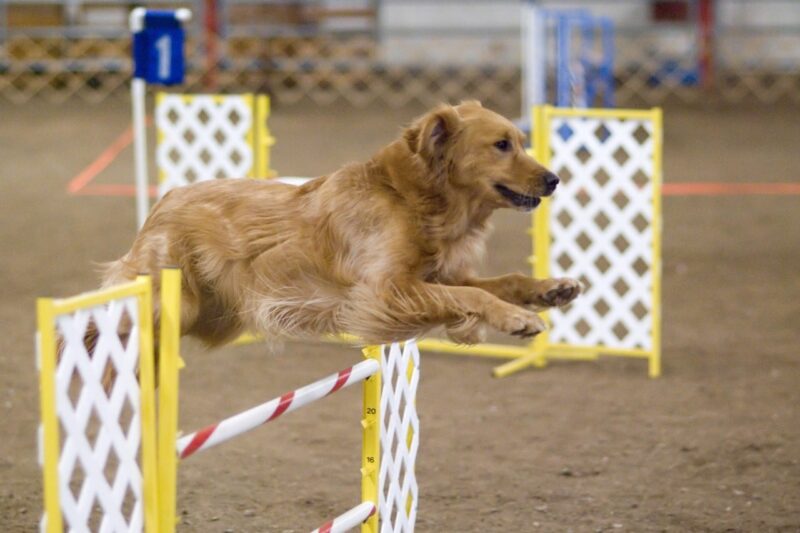Golden Retriever handboek review