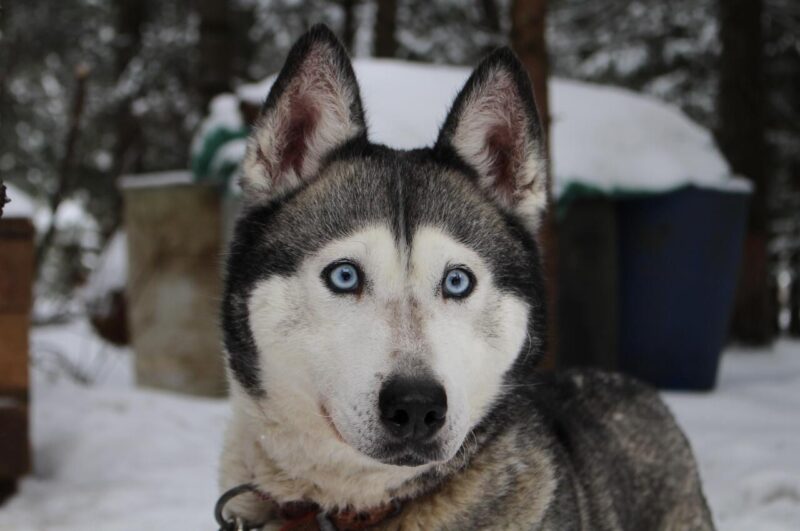 Prachtige Husky hond in sneeuw