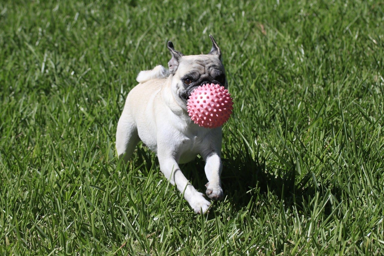 Franse Buldog aan het spelen met een bal