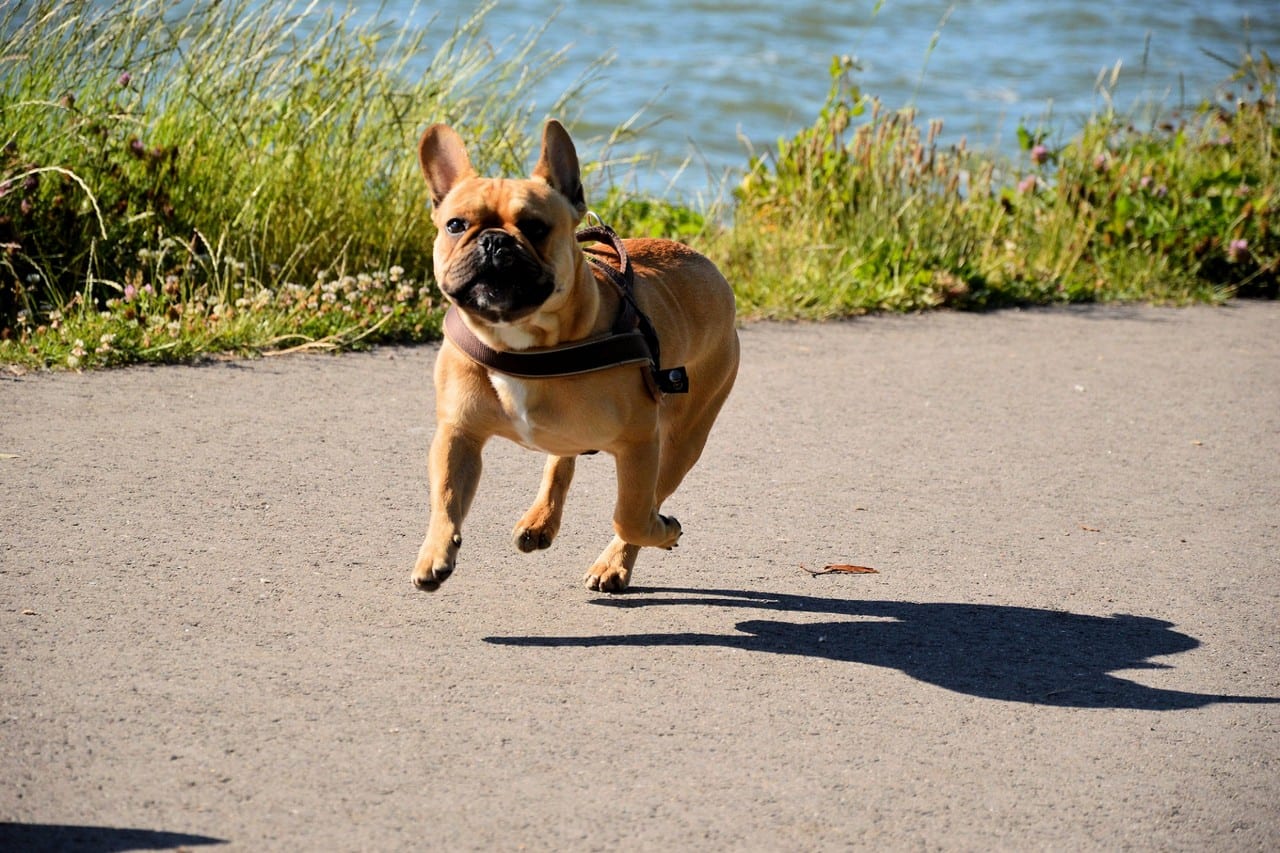 Franse Buldog aan het rennen