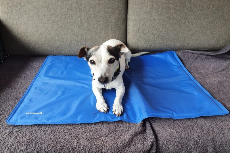 Jack Russel op Beeztees koelmat