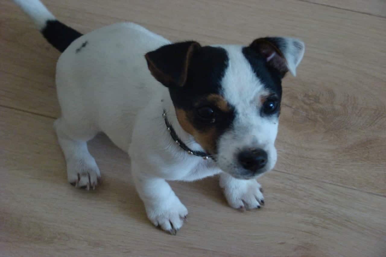 Welke maat bench voor een Jack Russel?