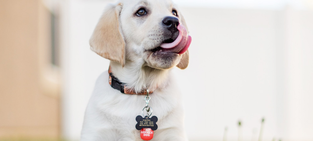 Halsband kopen? Dit zijn de 5 beste halsbanden voor puppy's!