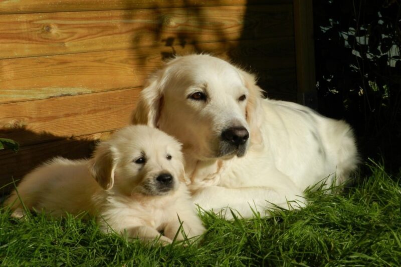 Golden Retriever handboek review