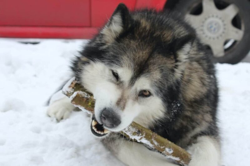 Beste voer voor je Husky Pup - Top 5