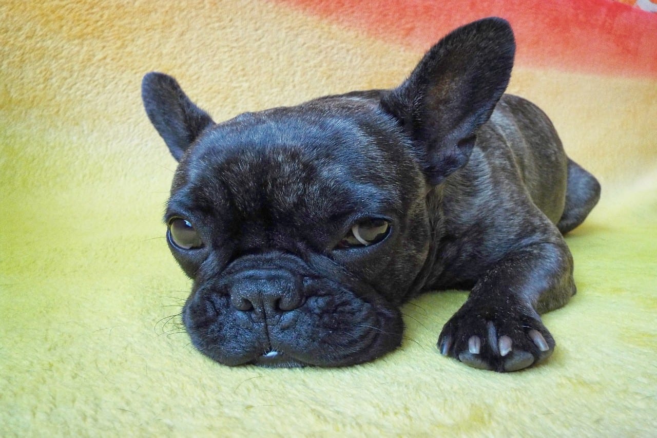 Franse Buldog puppy bijna slapend op vloerkleed