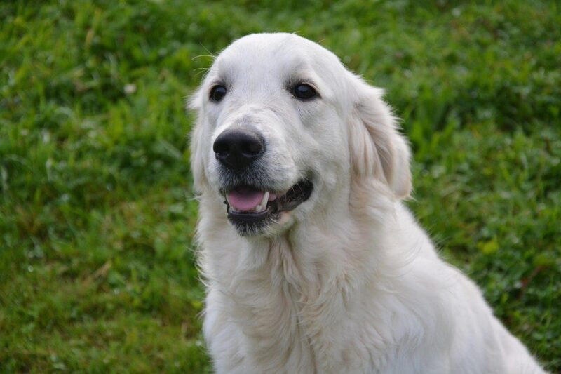 Golden Retriever handboek review