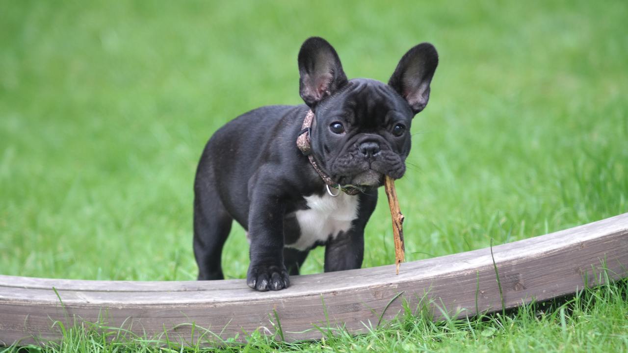 Franse Buldog met stok in de bek