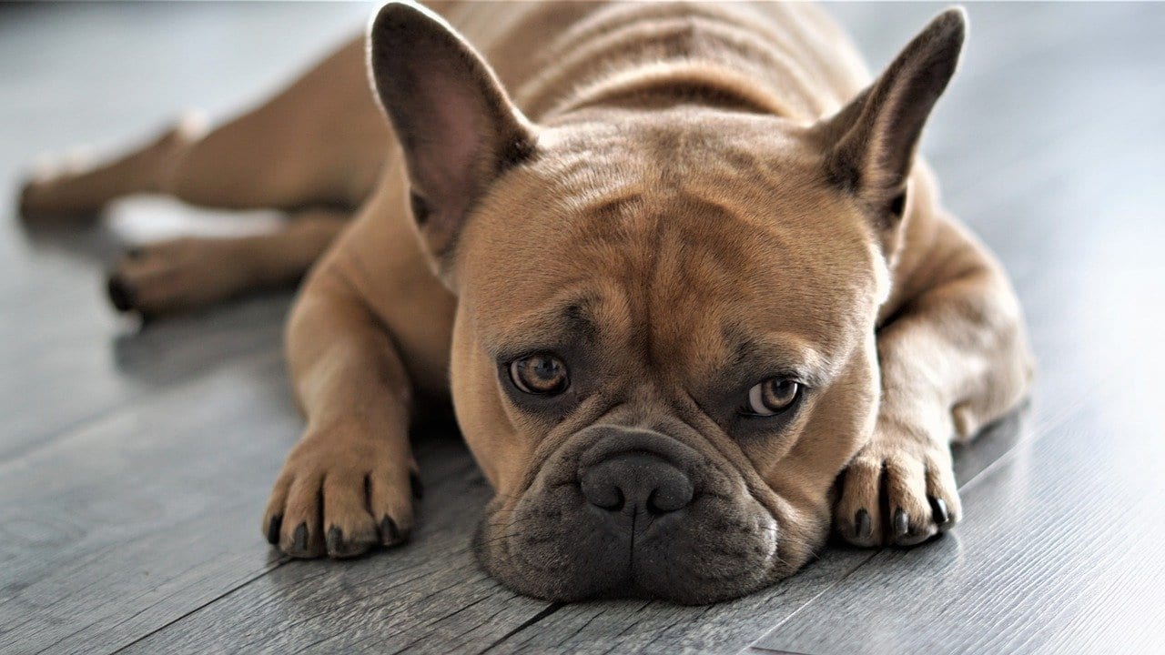 Franse Buldog liggend op de vloer