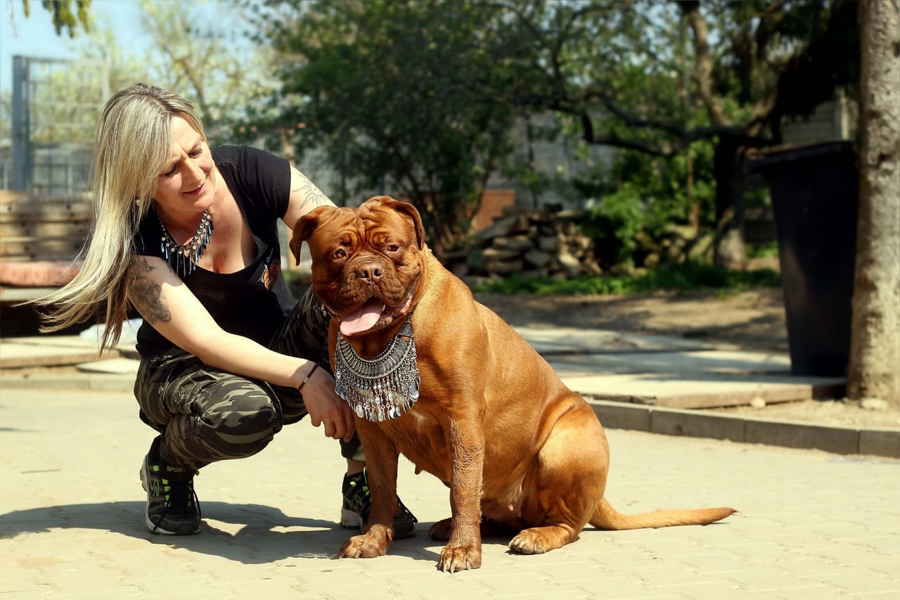 Franse Buldog goede band met baasje