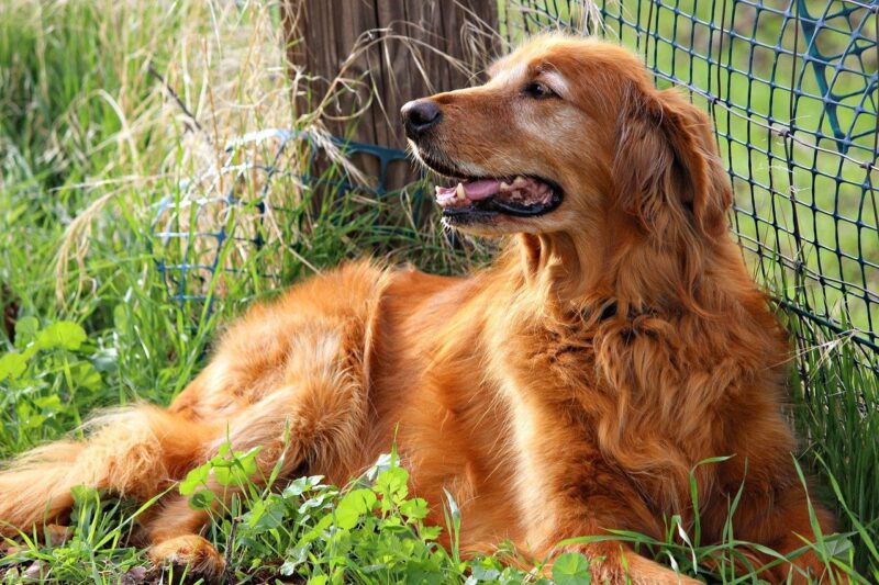 Golden Retriever handboek review