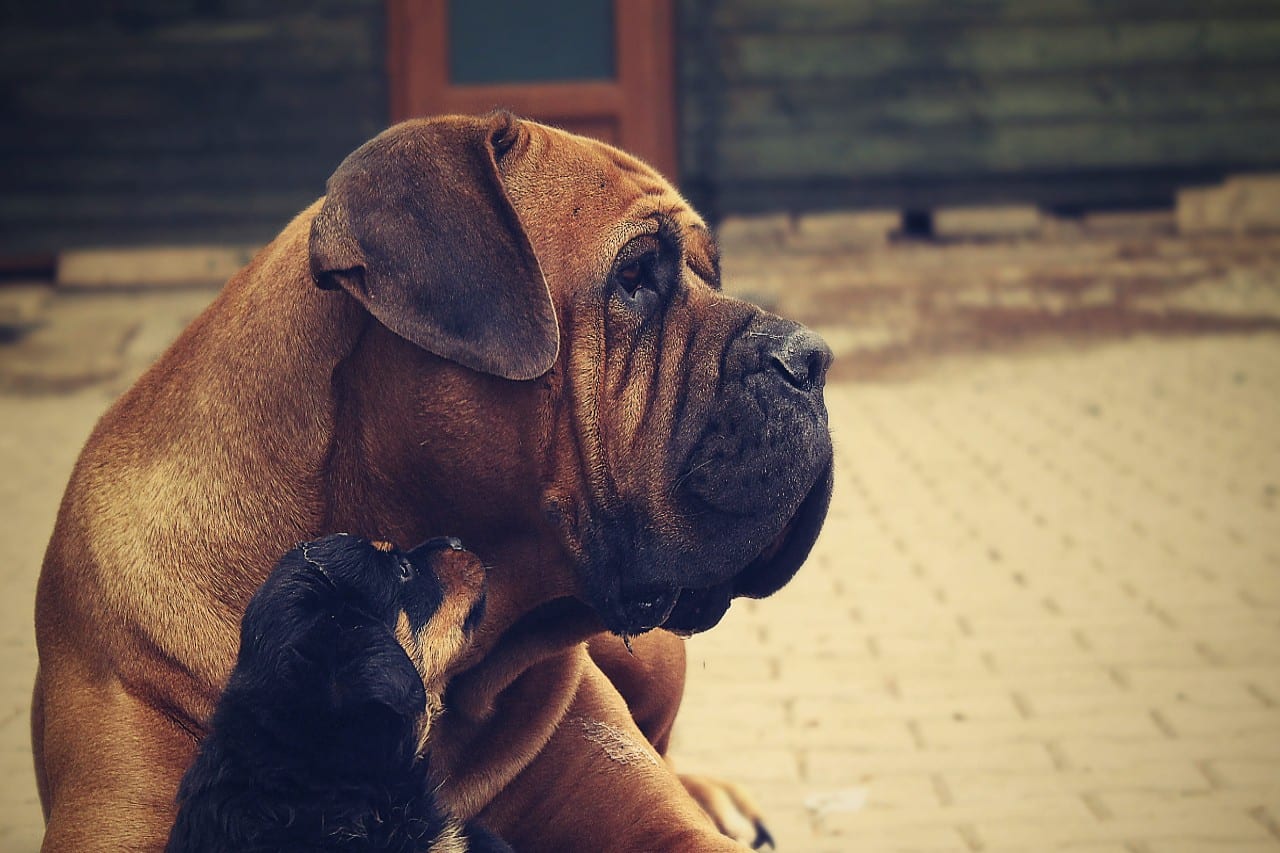 Franse Buldog met kleine hond
