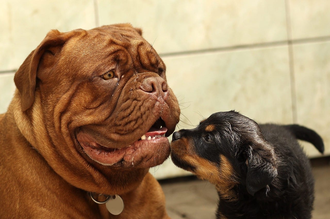 Franse Buldog