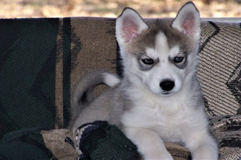 Beste voer voor je Husky Pup - Top 5