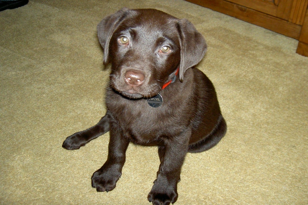 Labrador pup met naamplaatje om de halsband